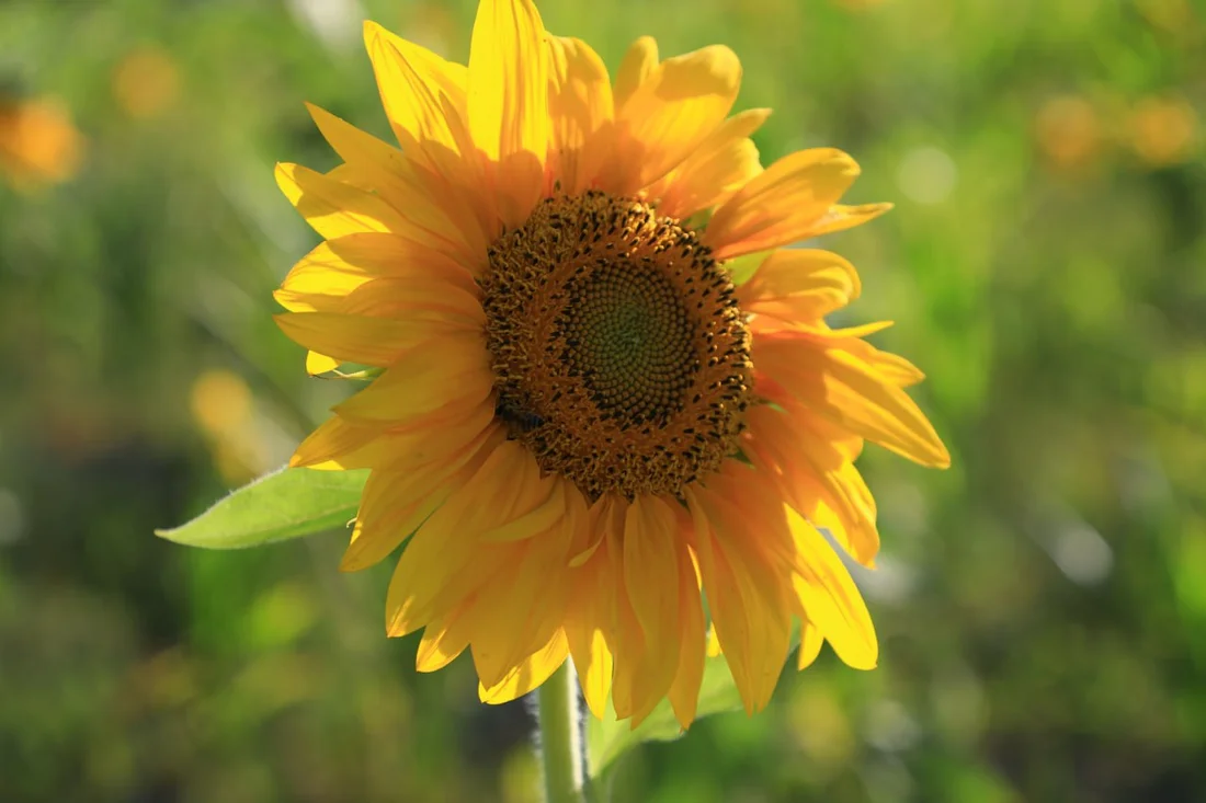 Фоторепортаж: Кармана далаларида кунгабоқарлар - 10